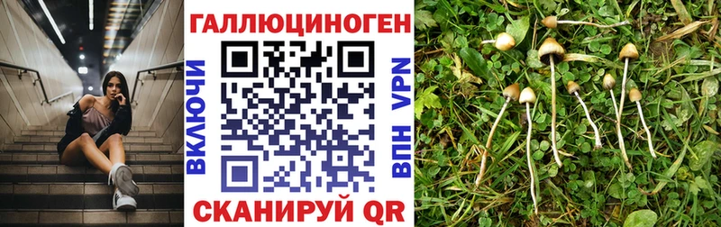 закладки  Пугачёв  Псилоцибиновые грибы Psilocybine cubensis 